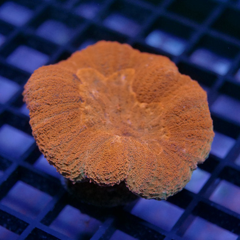 Lobophyllia sp. 'Red'