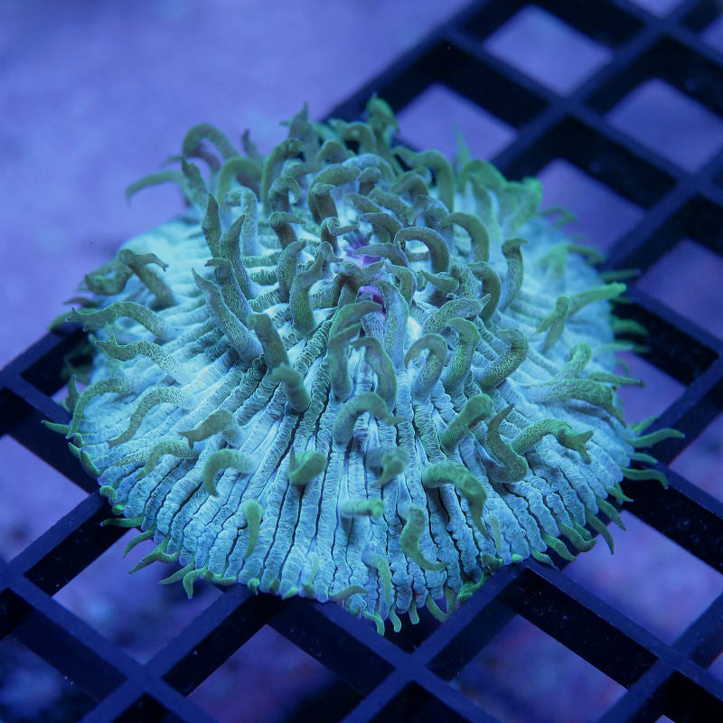 Fungia 'Turquoise'