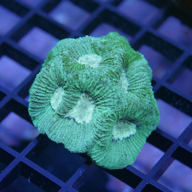 Goniastrea sp. 'Mint'