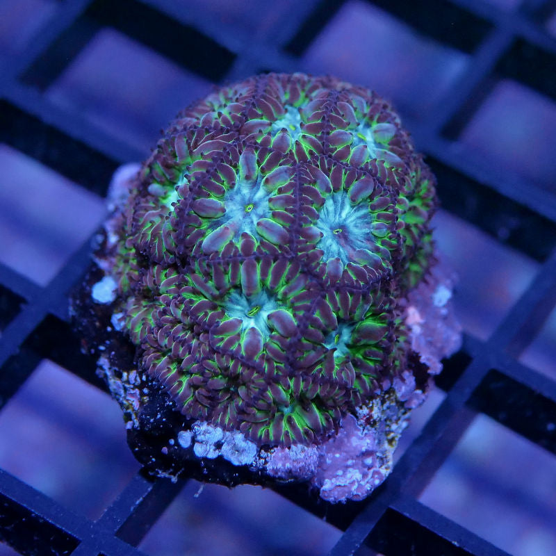 Blastomussa merletti 'Green'