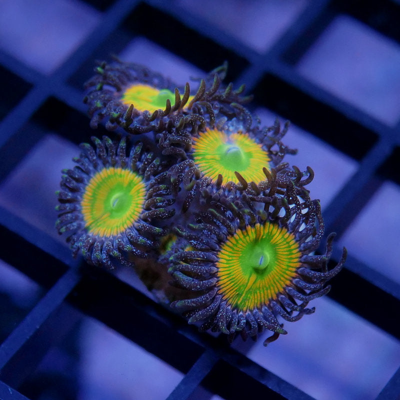 Zoanthus sp. 'Sunny D'