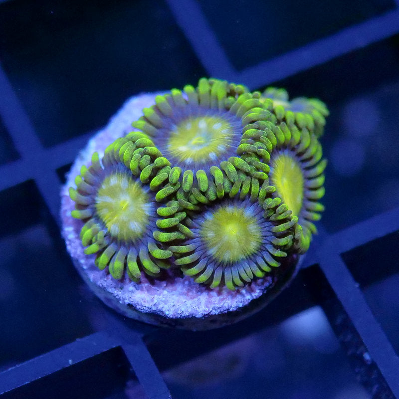 Zoanthus sp. 'King Midas'