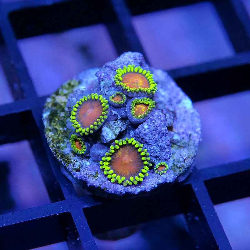 Zoanthus sp. 'Dragons Eye'