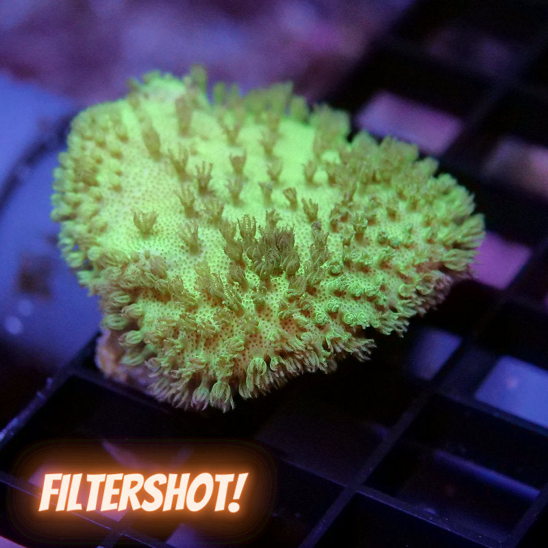 Sarcophyton 'Neon'