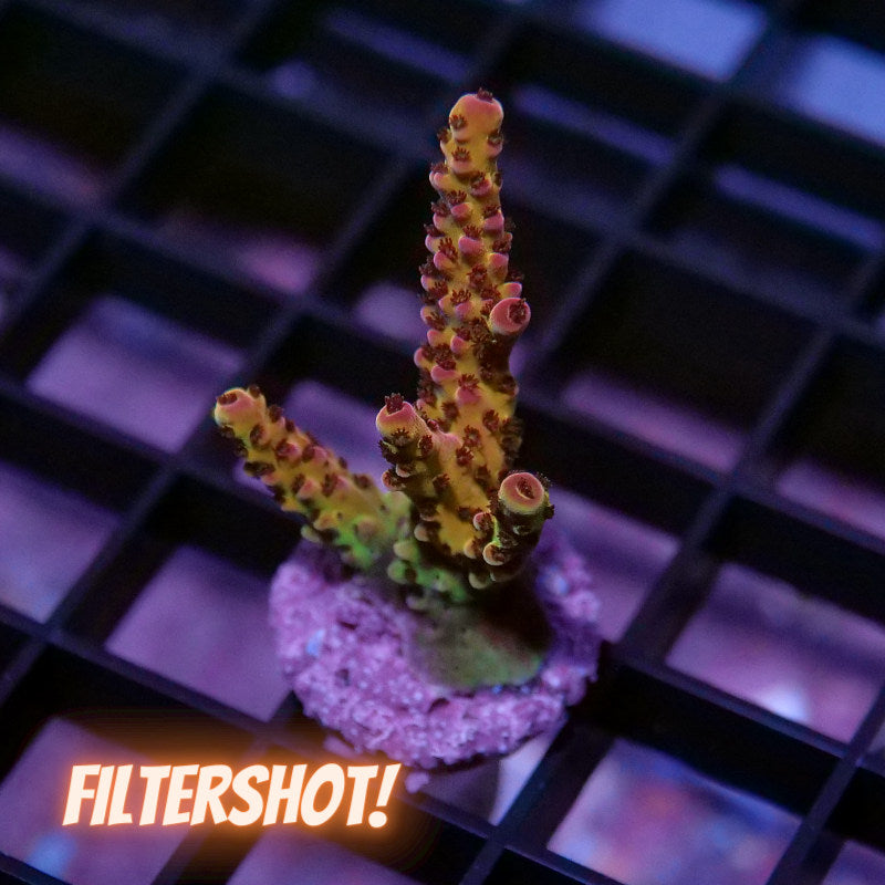 Acropora sp. 'PC Rainbow'