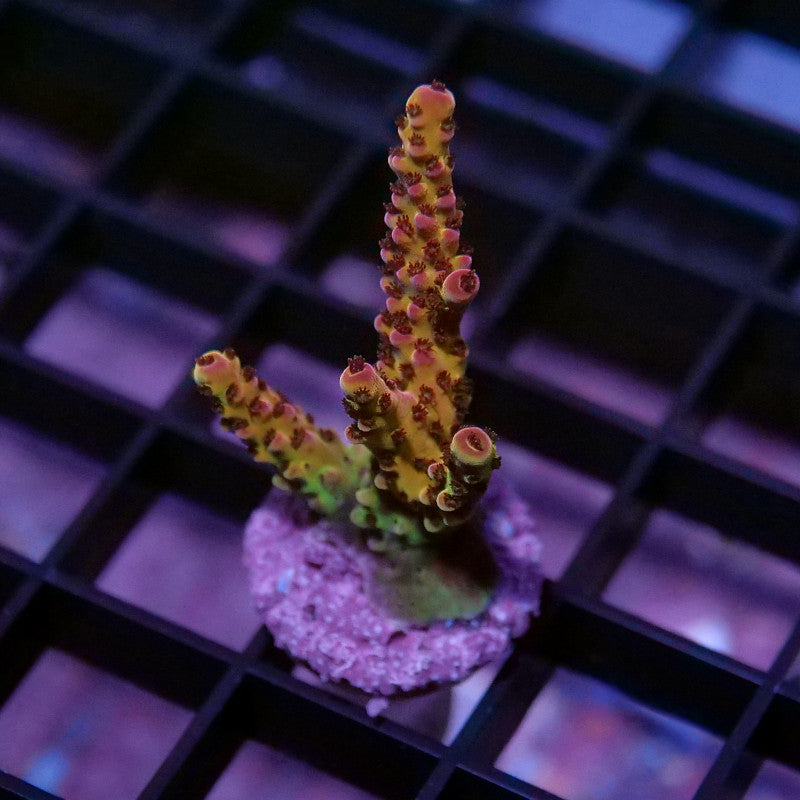 Acropora sp. 'PC Rainbow'