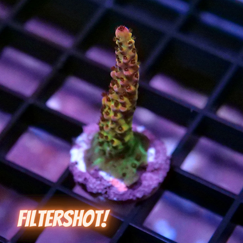 Acropora sp. 'PC Rainbow'