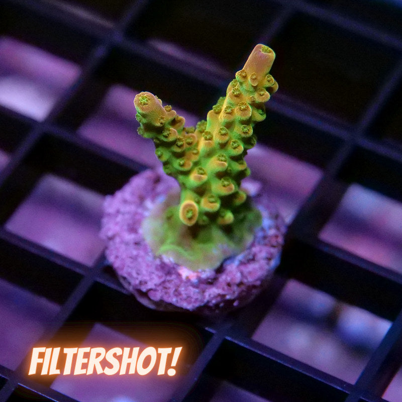 Acropora sp. 'Mango Garden'