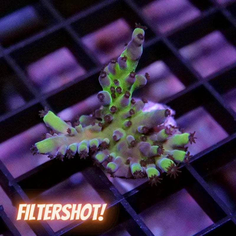 Acropora sp. 'Electric Miyagi'