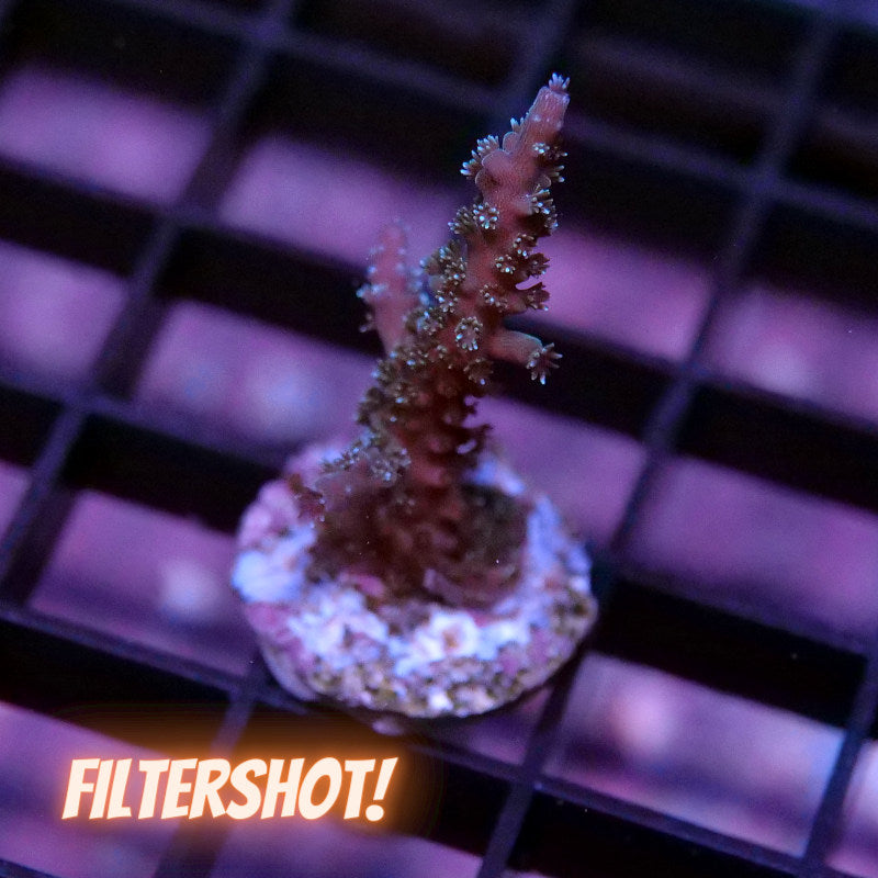 Acropora sp. 'Sparkle'