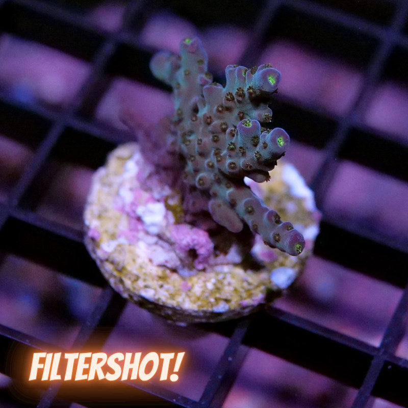 Acropora sp.