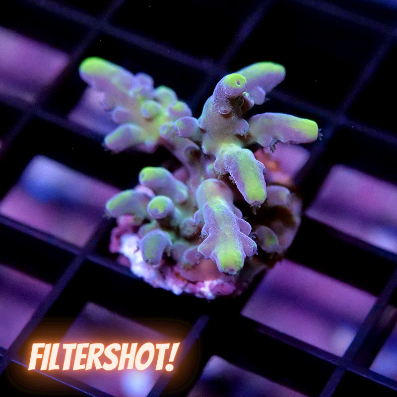 Acropora vaughani 'Bicolor'