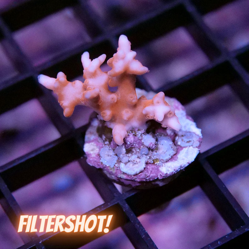Anacropora sp. 'TNT' S