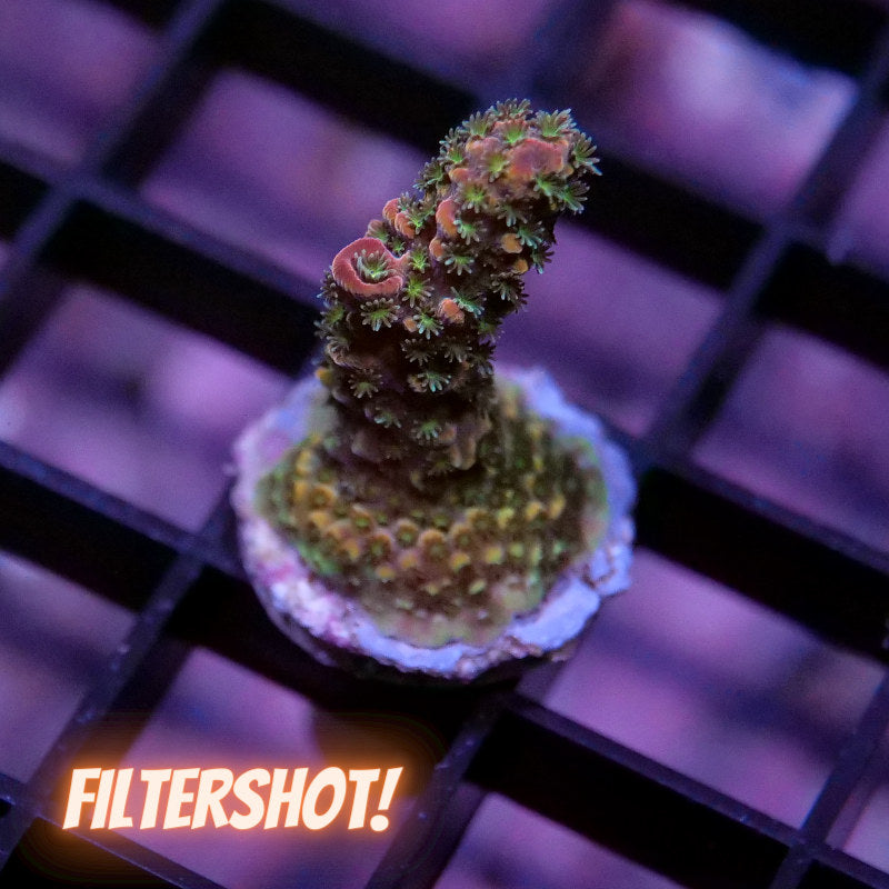 Acropora abrolhosensis 'Rainbow Staghorn'
