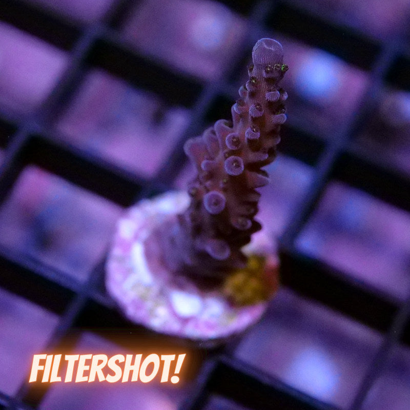 Acropora sp. 'Purple Stag'