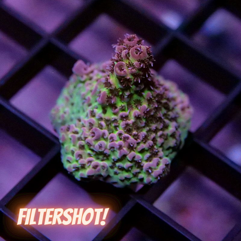 Acropora hyacinthus 'Red Planet' S