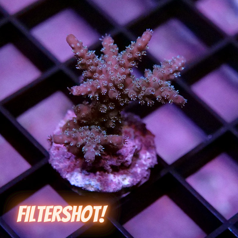 Acropora sp. 'Sparkle'