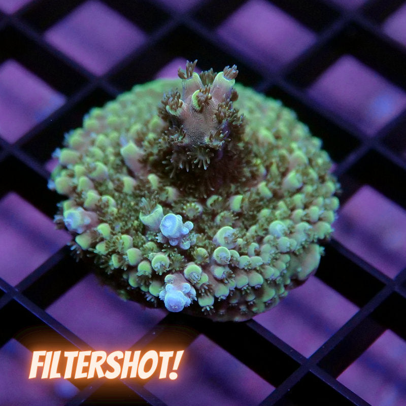 Acropora sp.