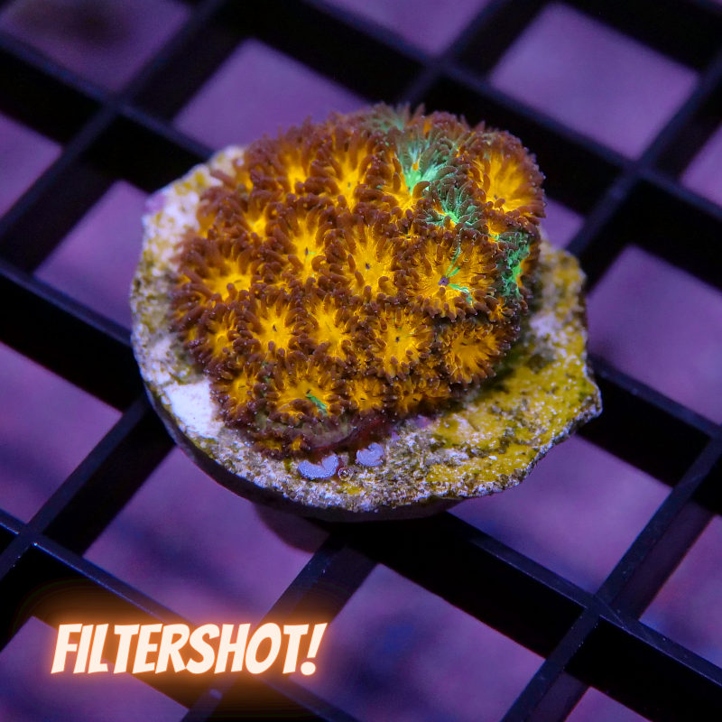 Leptastrea 'Burning Shimmer'