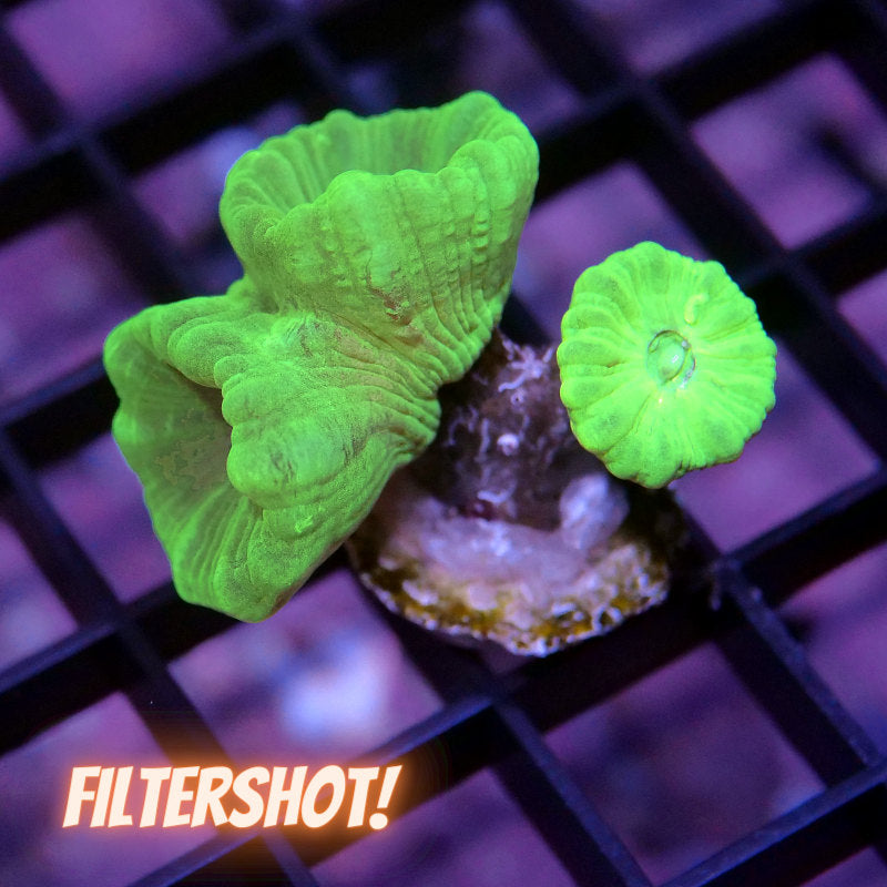 Caulastrea sp. 'Neon'