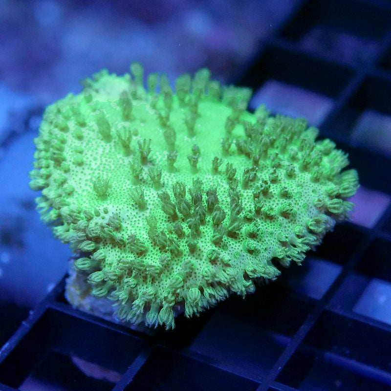 Sarcophyton 'Neon'