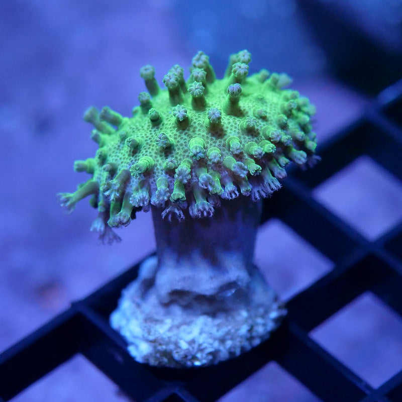 Sarcophyton 'Glow'