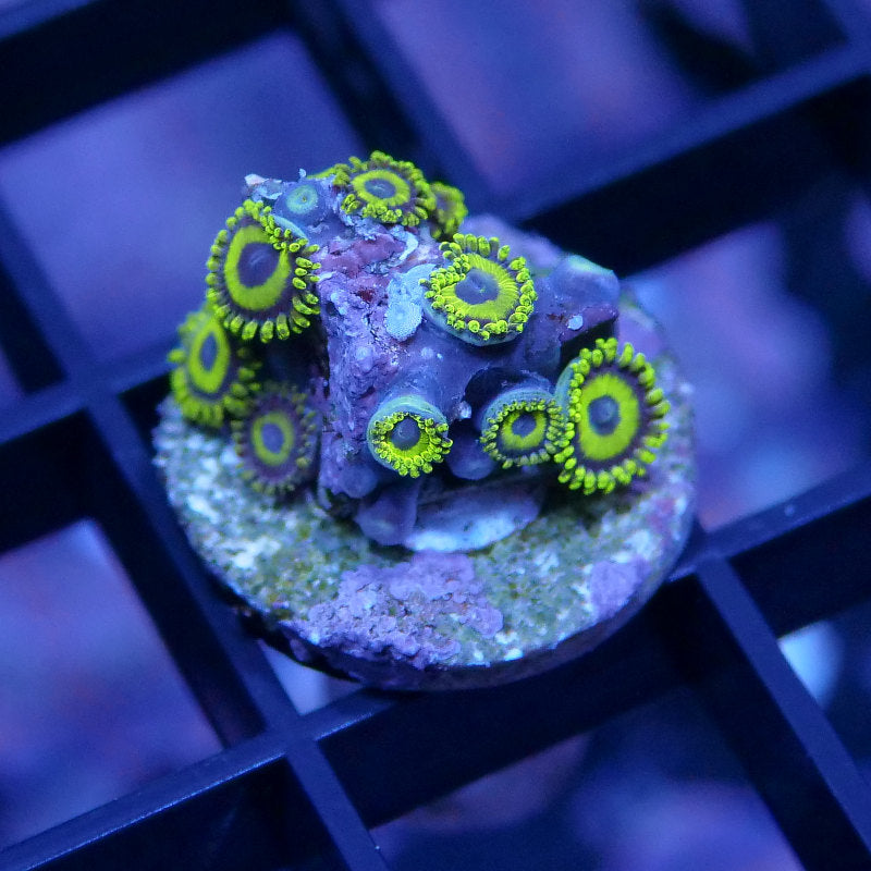 Zoanthus sp. 'LA Lakers'