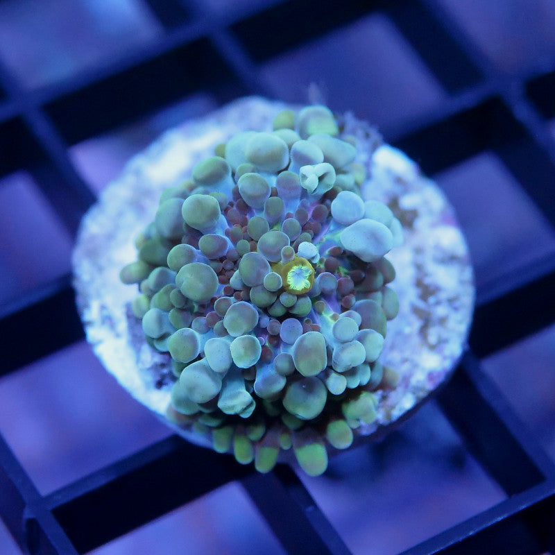 Ricordea sp. 'Bubble Tea'