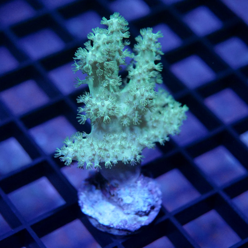 Sinularia sp. 'Neon' S