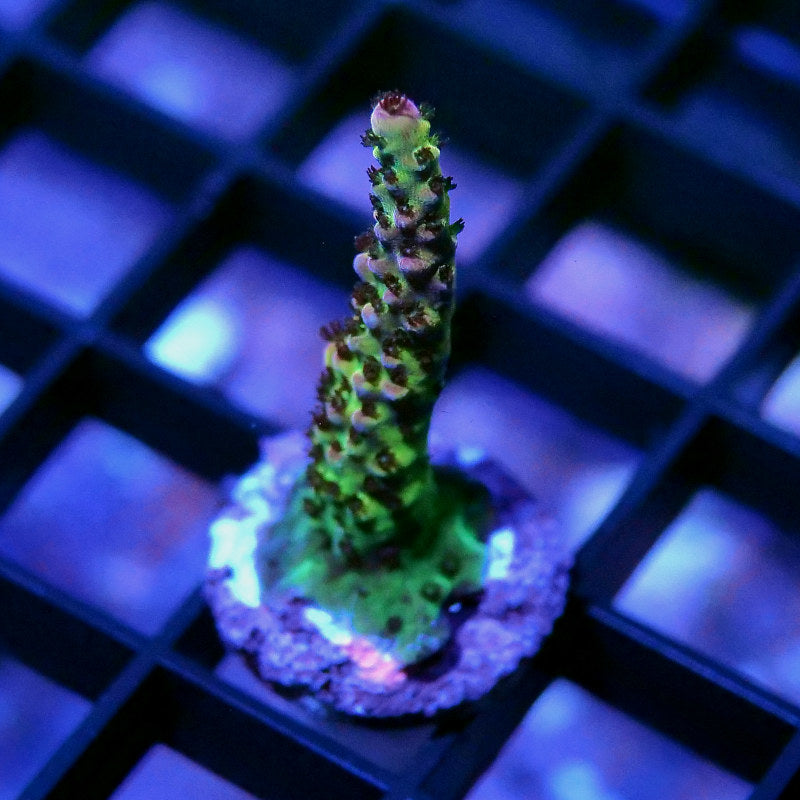 Acropora sp. 'PC Rainbow'