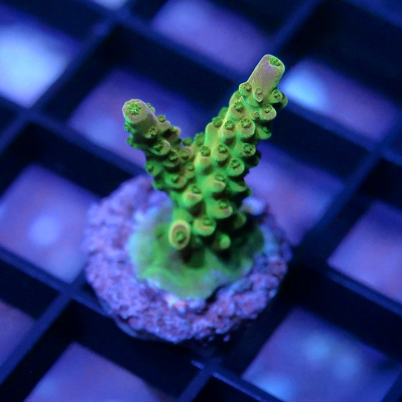 Acropora sp. 'Mango Garden'