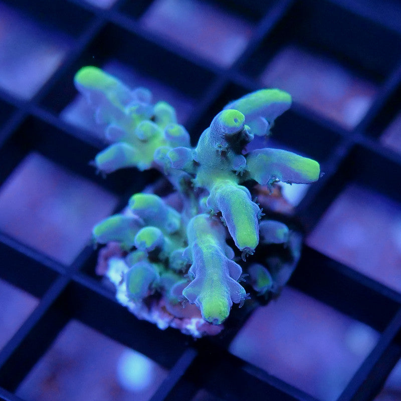 Acropora vaughani 'Bicolor'