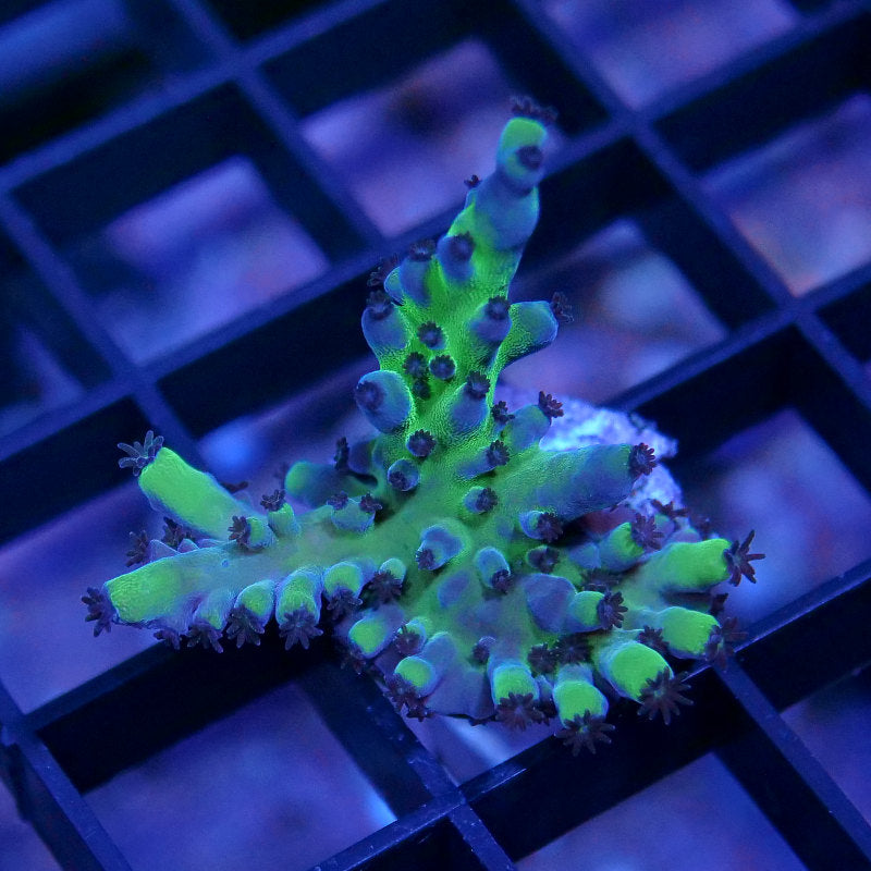 Acropora sp. 'Electric Miyagi'
