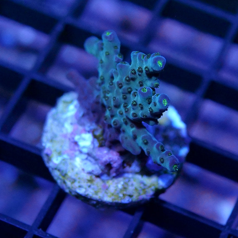 Acropora sp.
