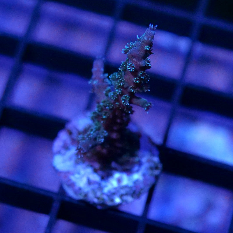 Acropora sp. 'Sparkle'
