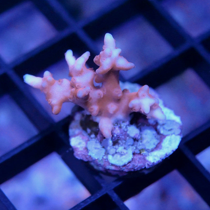 Anacropora sp. 'TNT' S