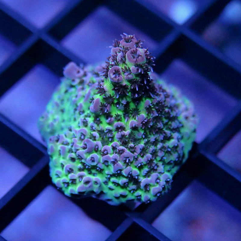 Acropora hyacinthus 'Red Planet' S