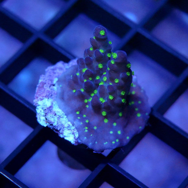 Acropora sp. 'Tricolor'