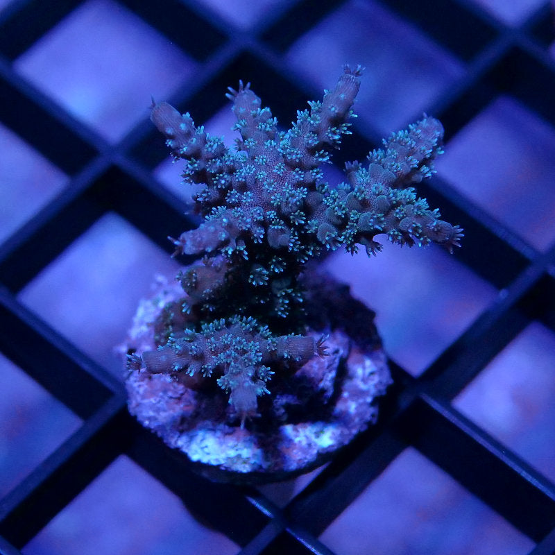 Acropora sp. 'Sparkle'