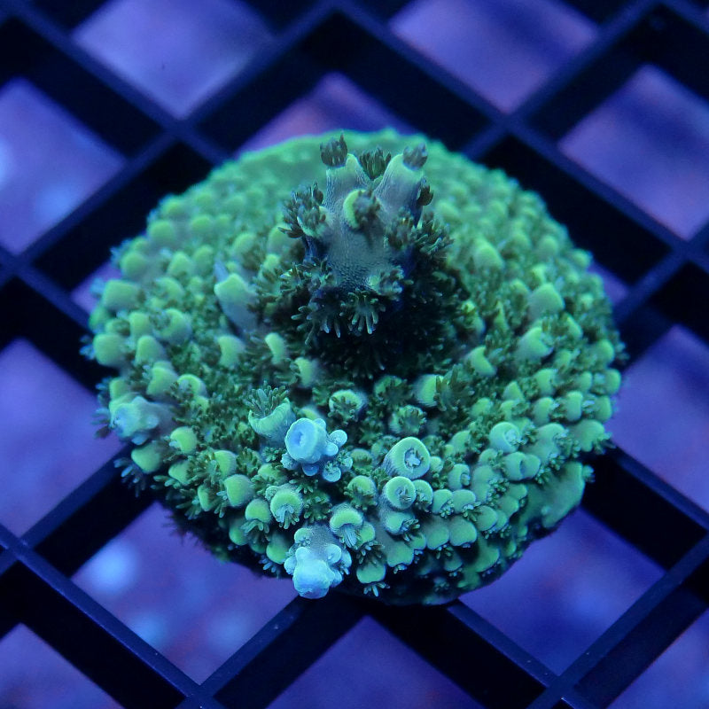 Acropora sp.