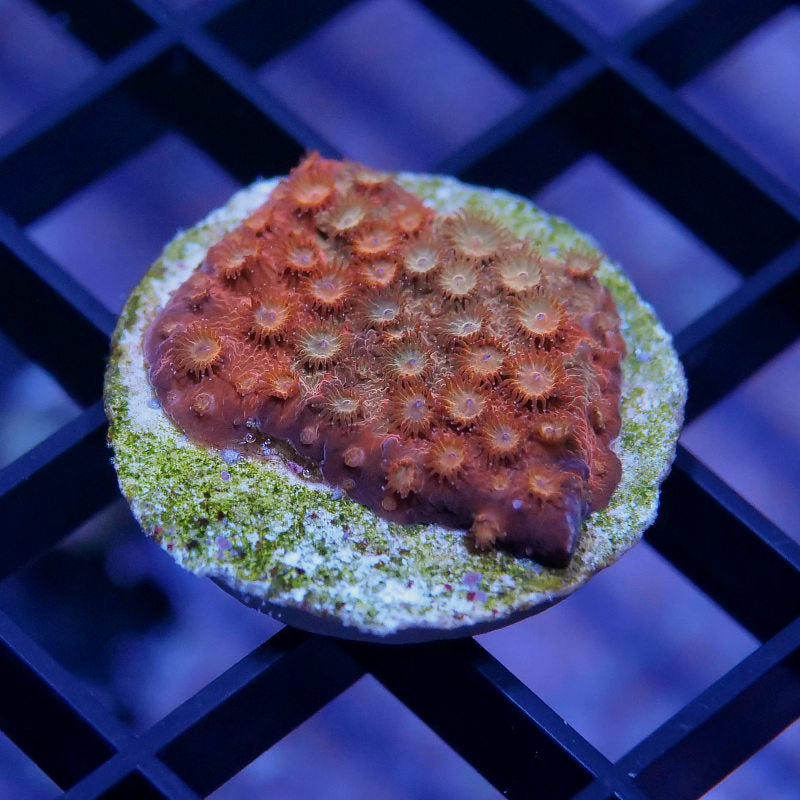 Cyphastrea sp. 'Tangerine'