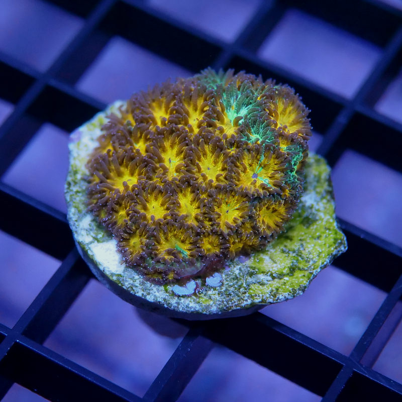 Leptastrea 'Burning Shimmer'