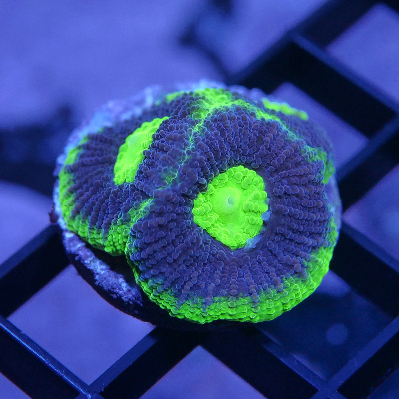 Goniastrea sp. 'Radioactive'