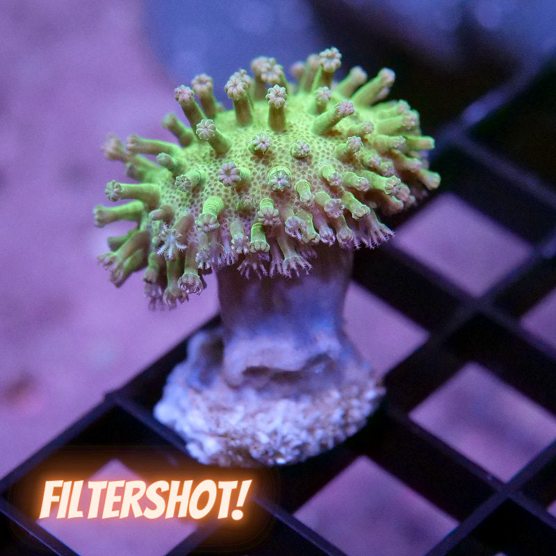 Sarcophyton 'Glow'
