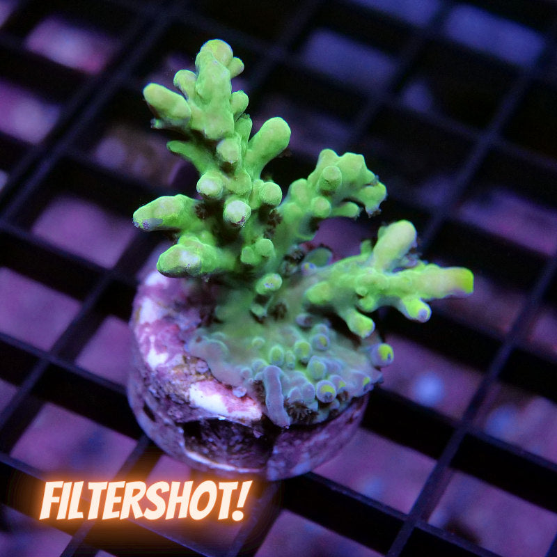 Acropora austera - SciReef Twin - Grade 1