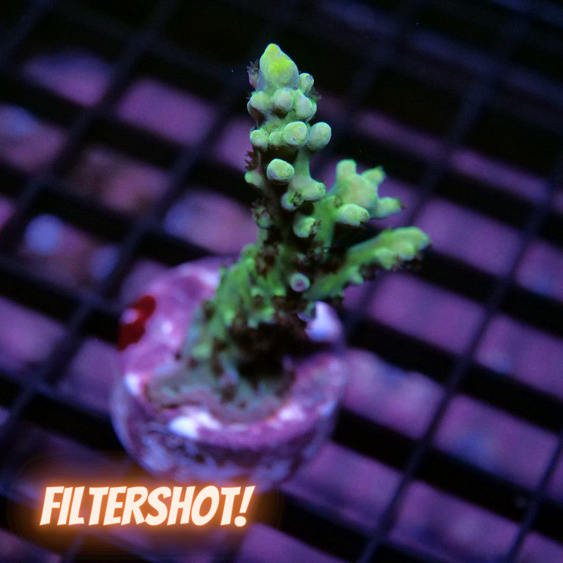 Acropora austera - SciReef Twin - Grade 1