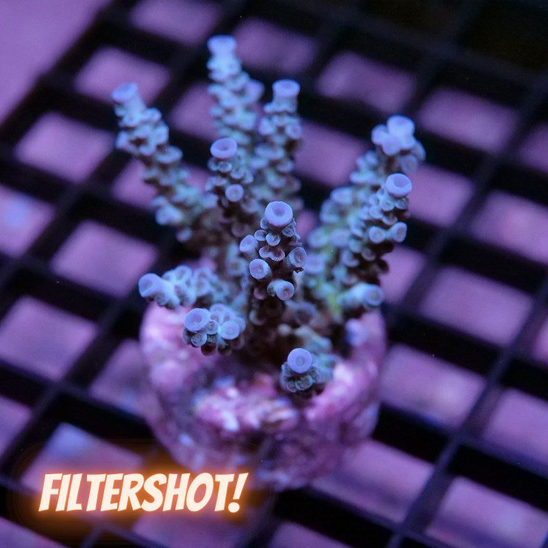 Acropora kenti - SciReef Twin - Grade 2