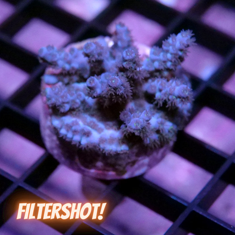Acropora kenti - SciReef Twin - Grade 2