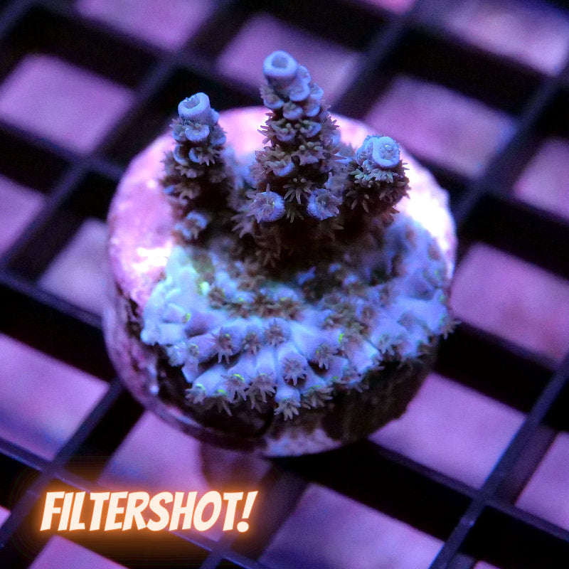 Acropora kenti - SciReef Twin - Grade 1