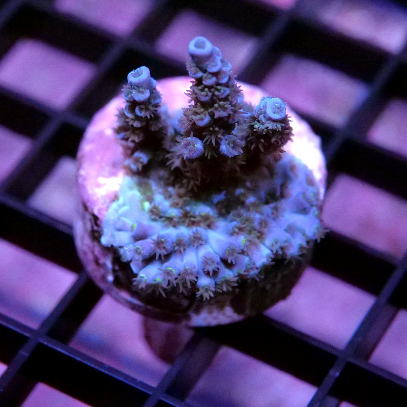 Acropora kenti - SciReef Twin - Grade 1